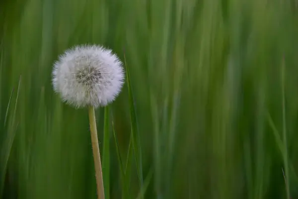 Закрыть Белый Одуванчик Зеленой Траве Минимально Природе — стоковое фото