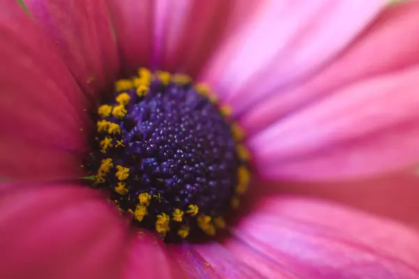 Primer Plano Una Flor Púrpura Jardín — Foto de Stock