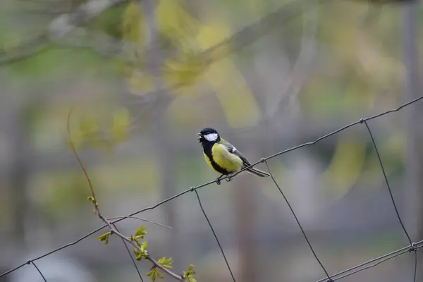 Great tit bird in the forest