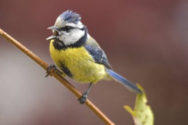 Blue tit in the wild, close up