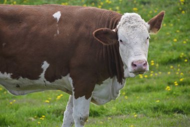 Bir ineğin portresi