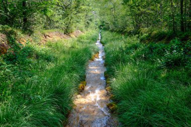 Ormanda güzel bir şelale