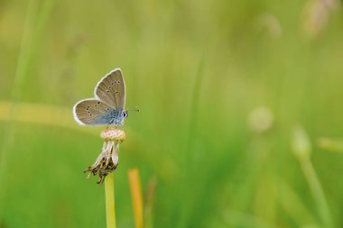 Doğadaki kelebek. Kelebek.