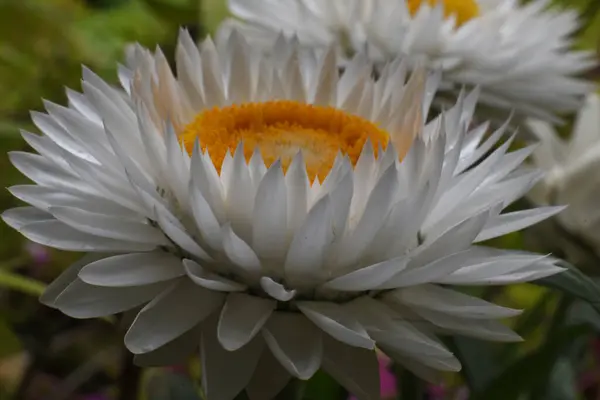 Bela Foto Botânica Papel Parede Natural Flor Helichrysum — Fotografia de Stock
