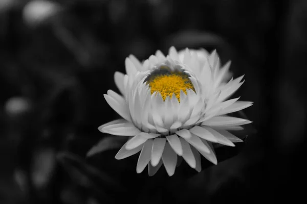 Bela Foto Botânica Papel Parede Natural Flor Helichrysum — Fotografia de Stock