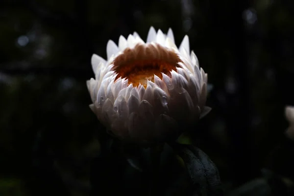 Piękny Botaniczny Strzał Naturalna Tapeta Kwiat Helichrysum — Zdjęcie stockowe