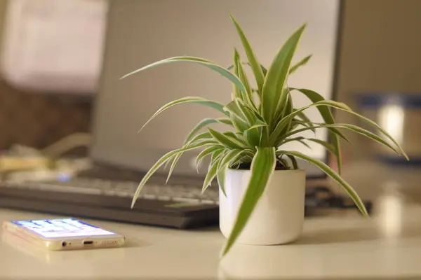 Egy Közeli Felvétel Egy Növényről Egy Laptop Billentyűzetén — Stock Fotó