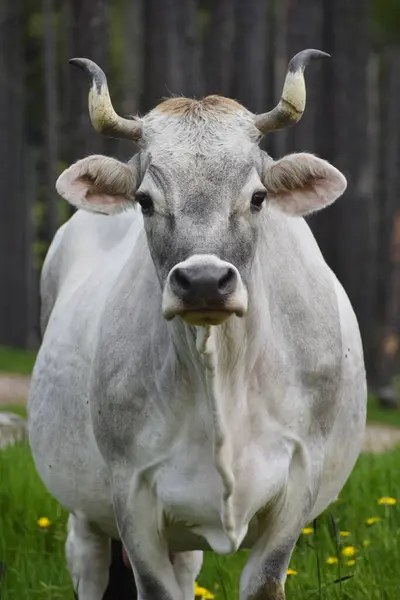 Portrait Vache Dans Forêt — Photo
