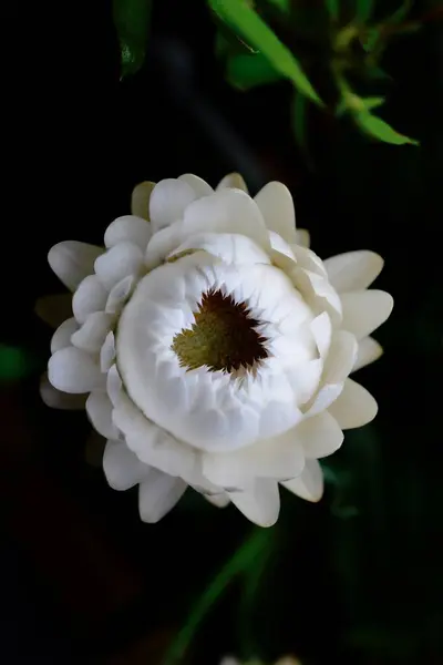Bela Foto Botânica Papel Parede Natural Coração Natureza Helichrysum Flor — Fotografia de Stock