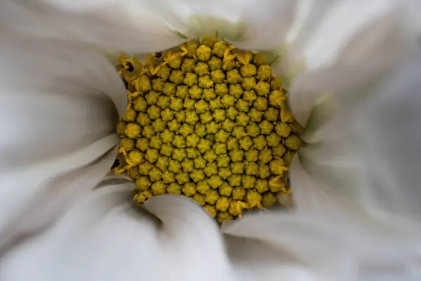Perto Uma Flor Branca — Fotografia de Stock