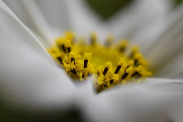 Macro Belas Flores Brancas — Fotografia de Stock