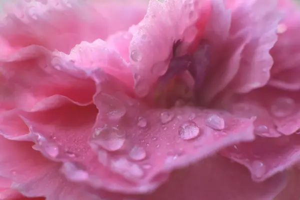 Belas Pétalas Rosa Com Gotas Água Sobre Ele Estação Primavera — Fotografia de Stock