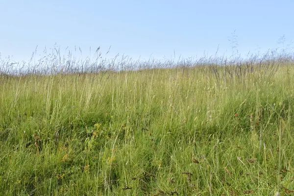 草原フィールドの背景 — ストック写真