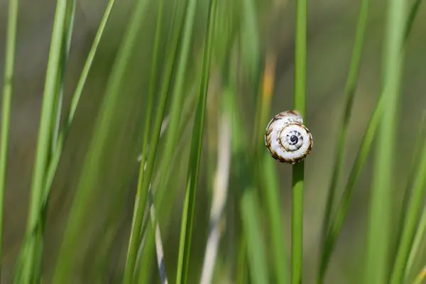 Close Snail — Stock Photo, Image