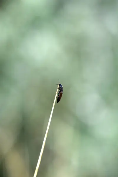 枝に黒い茶色の昆虫の選択的な焦点ショット — ストック写真