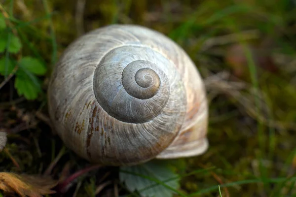 地面上一只蜗牛的特写镜头 — 图库照片