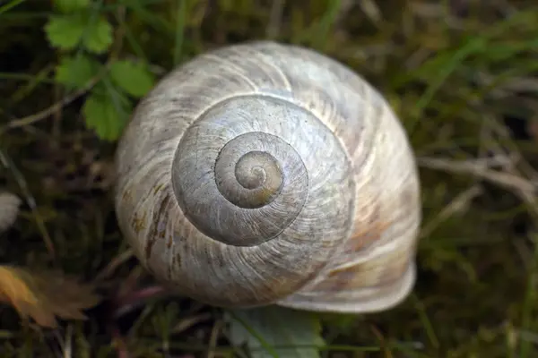 地面上一只蜗牛的特写镜头 — 图库照片