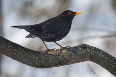 bir dalda ortak bir karatavuk