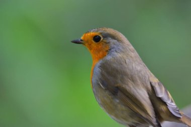 Güzel kırmızı manzarayı kapat - Robin Bird