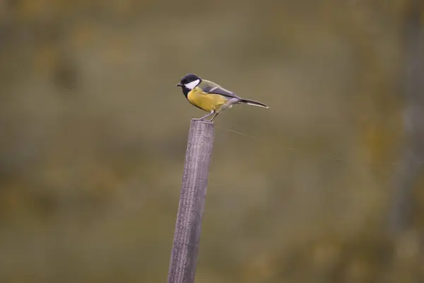 minimal photo in nature of great tit