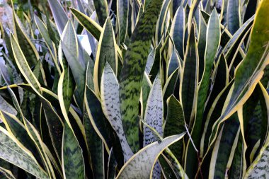 Yeşil yapraklara yakın.