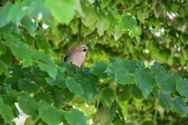 Bir ağacın yapraklarından çıkan karga