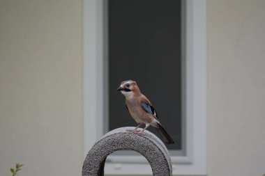 Parktaki kuş (Jay kuşu) )