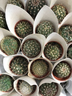 çeşitli türde sulu saksı 