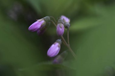 bulanık arkaplanda mor çiçek açar