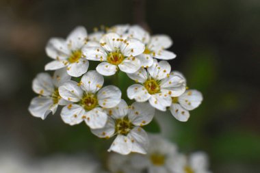 Küçük çiçeklere yakın çekim