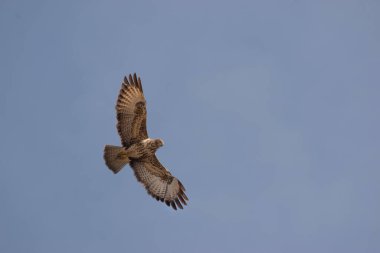 Uçan şahin görüntüsü