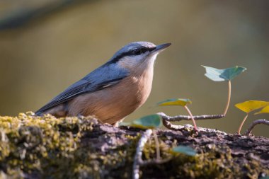 Doğal ortamda Avrasya tımarhanesi 