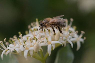 Yazın güzel beyaz çiçekten nektar toplayan bir arı..