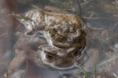 İki büyük kurbağaya yakın çekim.