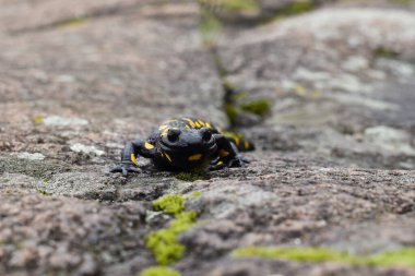 Bir kayanın üzerinde ateş semenderi 