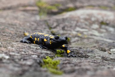 Bir kayanın üzerinde ateş semenderi 