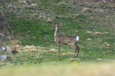 Karaca çayır üzerinde