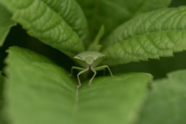 green background, green insect among green leaves