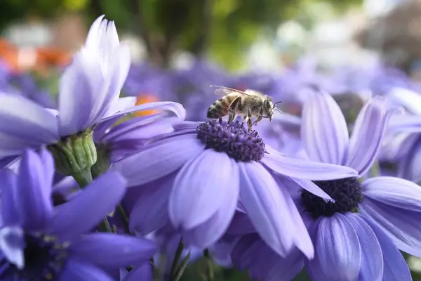 Mor çiçeklerdeki bir arının güzel arka planı, mükemmel bir tanım.
