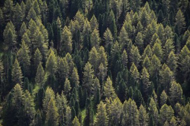 Yazın havadan orman manzarası. Ormandaki çam ağaçları.