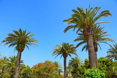 palmiye ağacı ve arka plan üzerinde 