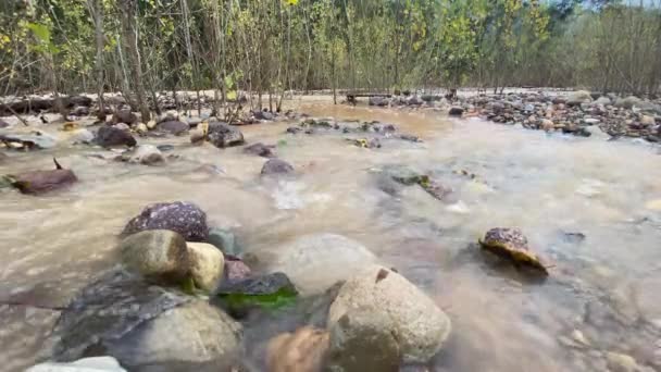 Flusso Torrente Nella Foresta Con Suono Dell Acqua Che Scorre — Video Stock