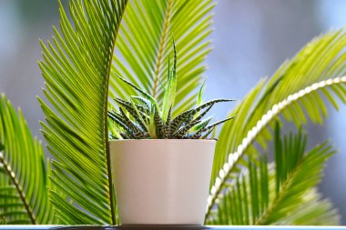 tropical palm leaves on a green background