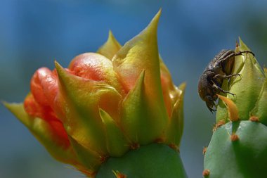 Büyük bir böceğin dikenli armut çiçeğine yakın çekimi.