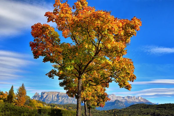 Beautiful Autumn Landscape Trees Leaves Stock Photo