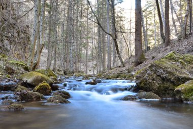 Ormandaki dağ nehrinin güzel bir görüntüsü.  