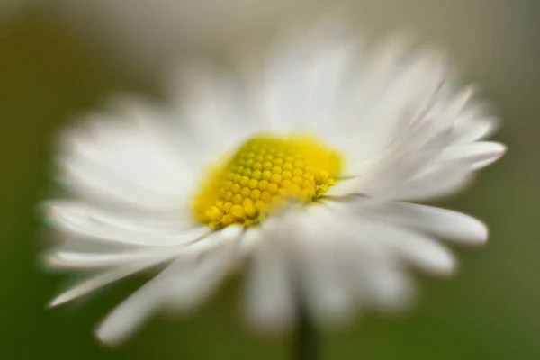 Background macro of a white flower , wallpaper