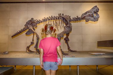 Müzedeki küçük kız bir dinozor iskeletini gözlemliyor.