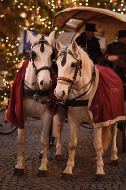 Güney Tyrol 'daki Noel pazarında atlar