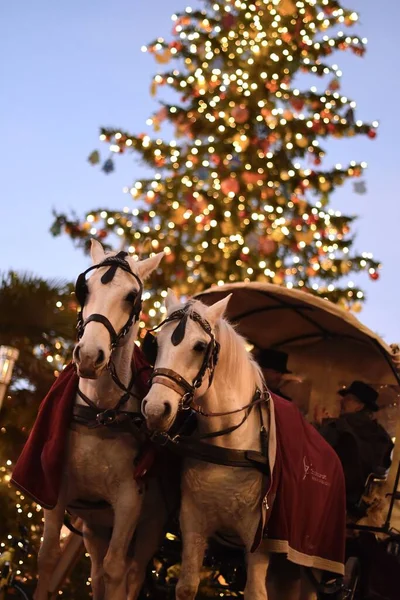 Güney Tyrol 'daki Noel pazarında atlar. 